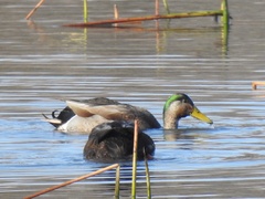 Anas rubripes × platyrhynchos