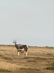 Damaliscus pygargus pygargus