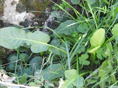 Medicago arabica