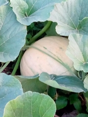 Cucurbita maxima