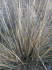 Stipa