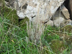 Lavandula pedunculata