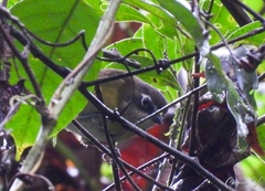 Chlorospingus flavopectus