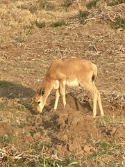 Damaliscus pygargus pygargus
