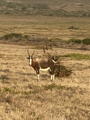 Damaliscus pygargus pygargus