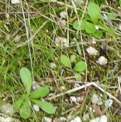 Hypochaeris glabra