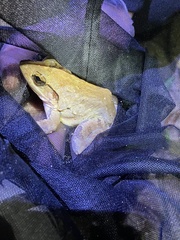 Limnonectes blythii