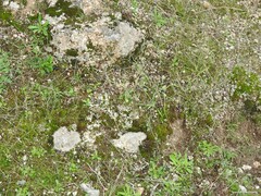 Hypochaeris glabra