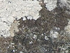 Xanthoparmelia pulla