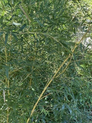 Phyllostachys