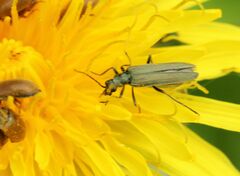 Oedemera virescens