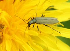 Oedemera virescens