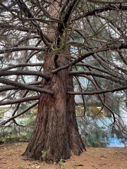 Sequoiadendron