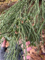Sequoiadendron