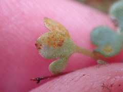 Puccinia saxifragae