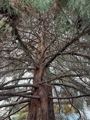 Sequoiadendron