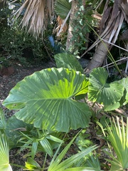 Xanthosoma sagittifolium