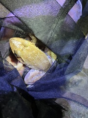 Limnonectes blythii