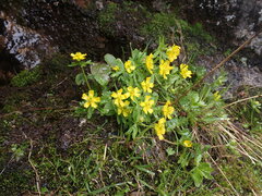 Ranunculus eschscholtzii