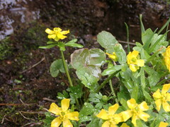 Ranunculus eschscholtzii