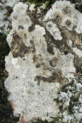 Lecanora rupicola