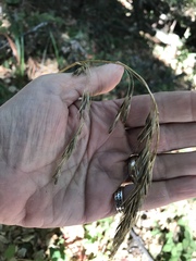 Bromus laevipes