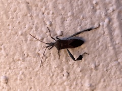 Leptoglossus oppositus