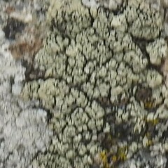 Rhizocarpon