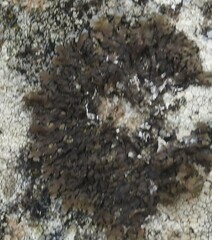 Xanthoparmelia pulla