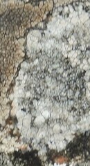 Lecanora