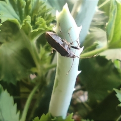 Hypselonotini