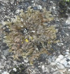 Xanthoparmelia pulla