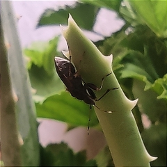Hypselonotini