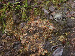 Solorina crocea