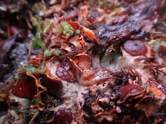 Solorina crocea