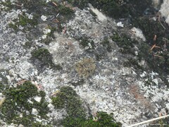 Cladonia chlorophaea