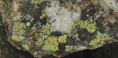 Rhizocarpon geographicum