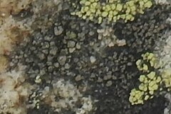 Lecanora varia