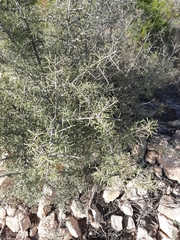 Rhamnus lycioides