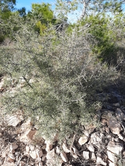 Rhamnus lycioides