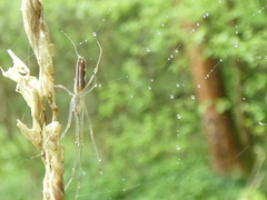 Tetragnatha