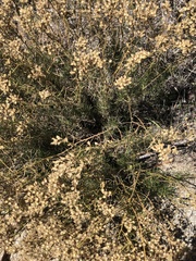 Lepidium fremontii