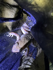Limnonectes blythii