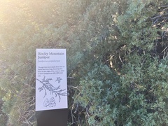 Juniperus scopulorum