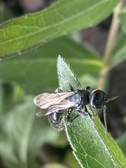 Tiphiinae