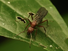 Dolichoderus