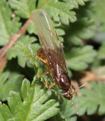 Cautolasius