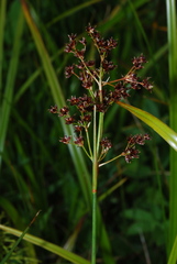 Juncus acutiflorus