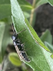 Tiphiinae