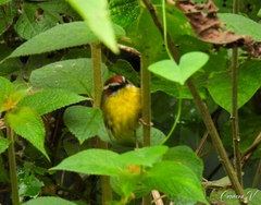 Basileuterus rufifrons